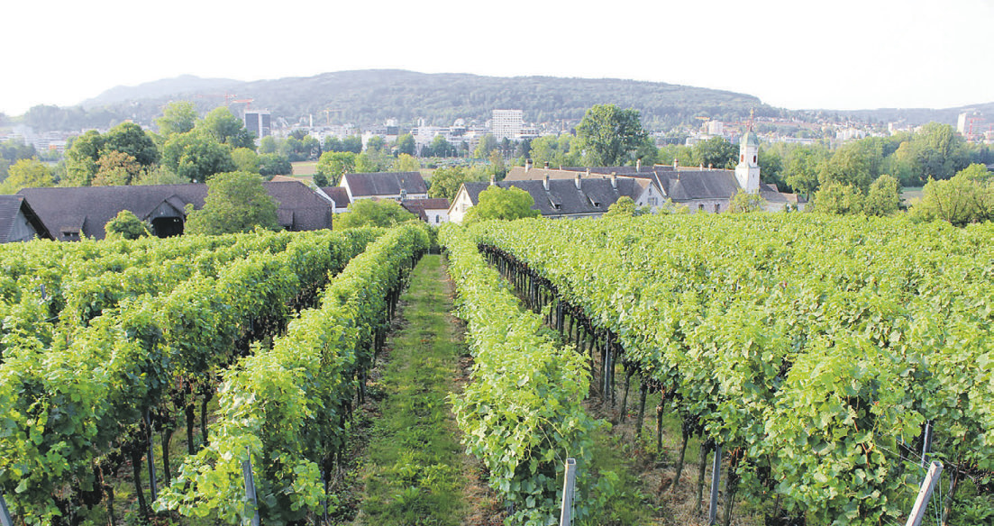 Weinbau Kloster Fahr und Klosterkellerei  Einsiedeln – gemeinsam in die Zukunft