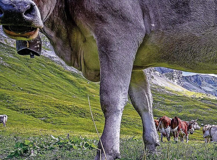 Im Kanton gibts weniger Bauern, dafür werden die Betriebe grösser