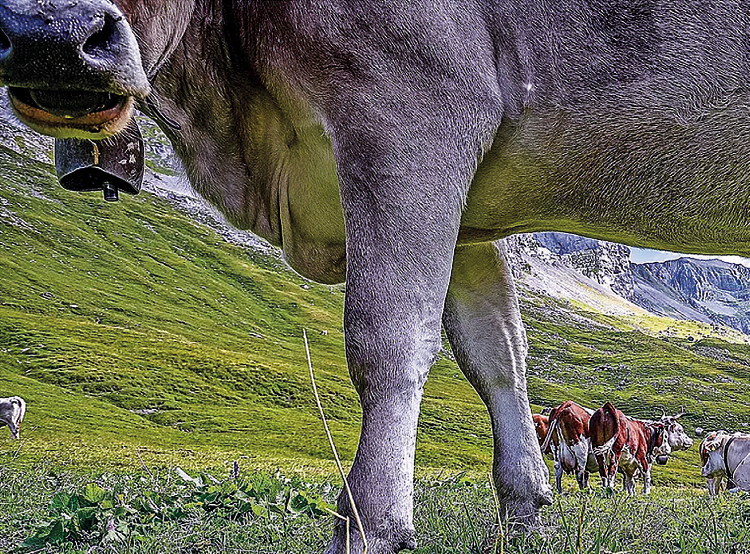 Im Kanton gibts weniger Bauern, dafür werden die Betriebe grösser