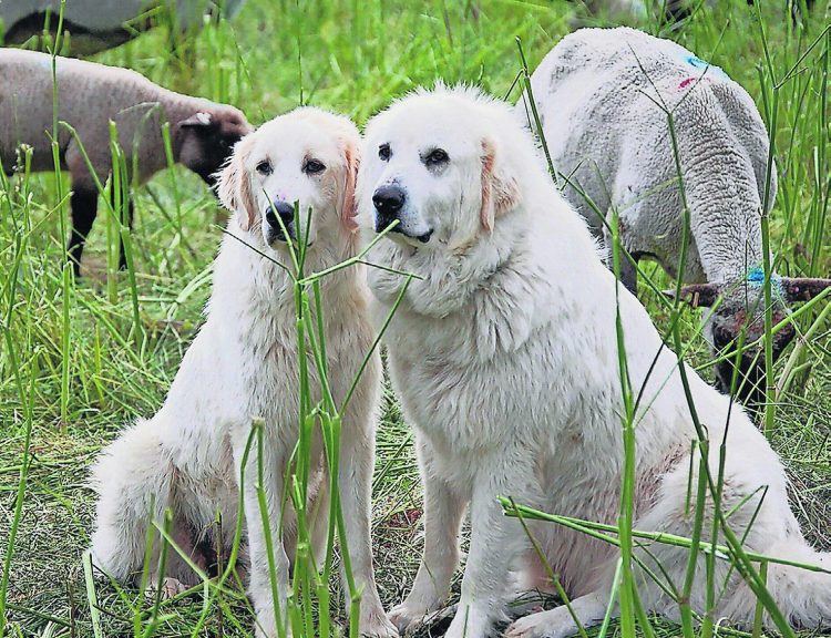 Keine Leinenpflicht mehr für Herdenschutzhunde