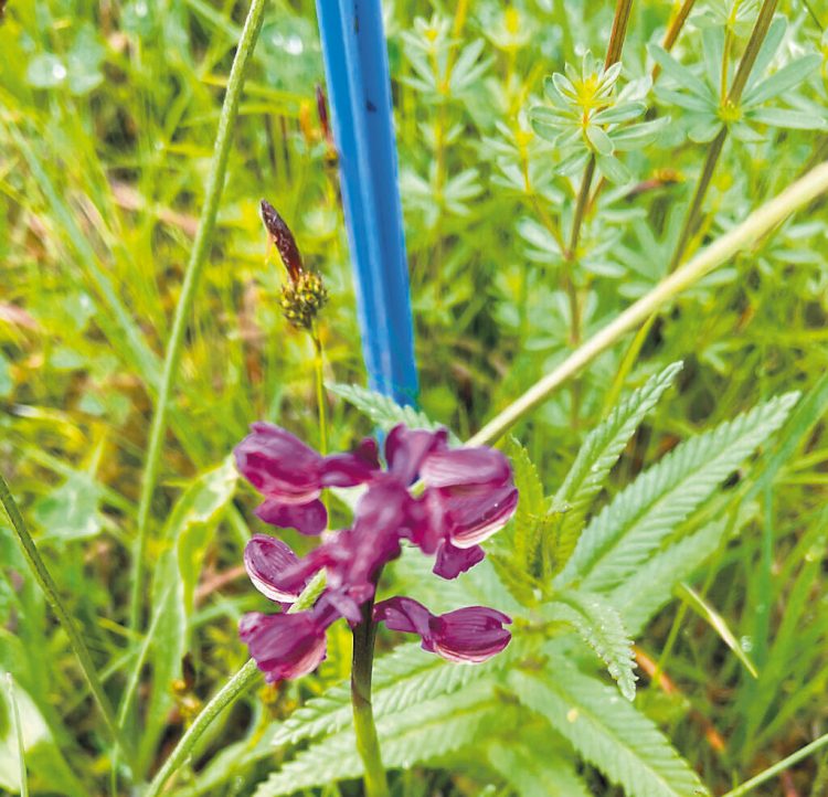 Stark gefährdete Orchideen gepflanzt