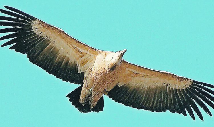 30 Gänsegeier an der Rigi entdeckt