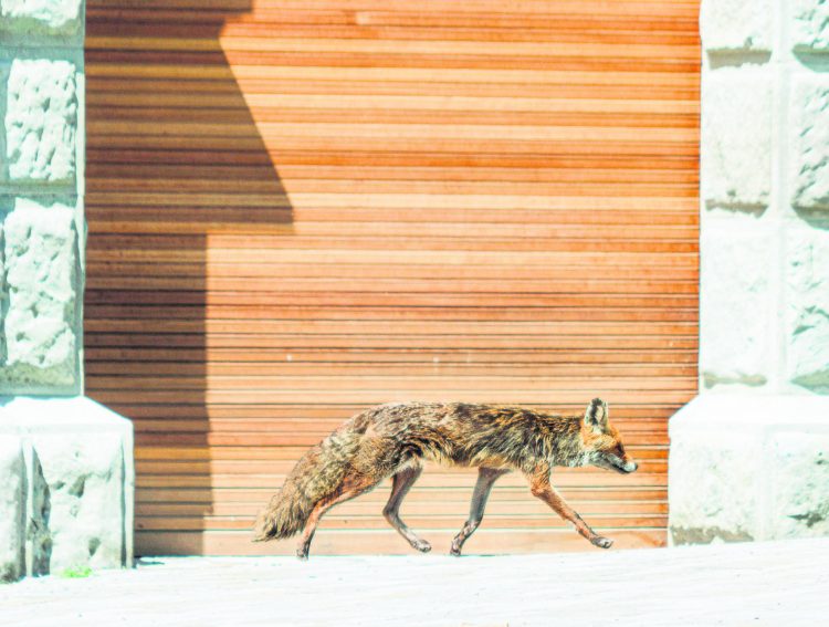 Füchse im Dorf sofort der Wildhut melden