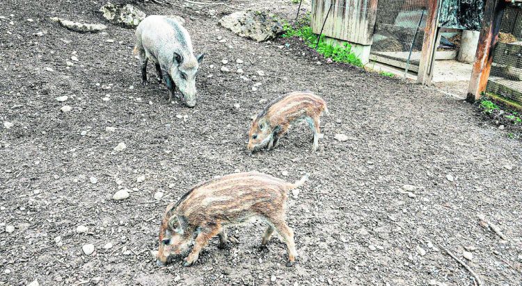 Tierpark Goldau:  Wohlfühloase für Wildschweine