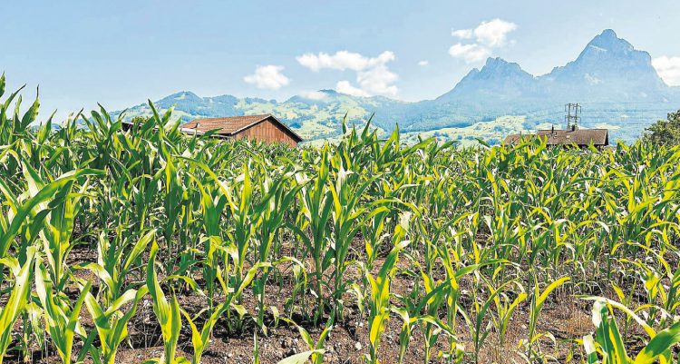 Landwirtschaft soll «klimafitter» werden