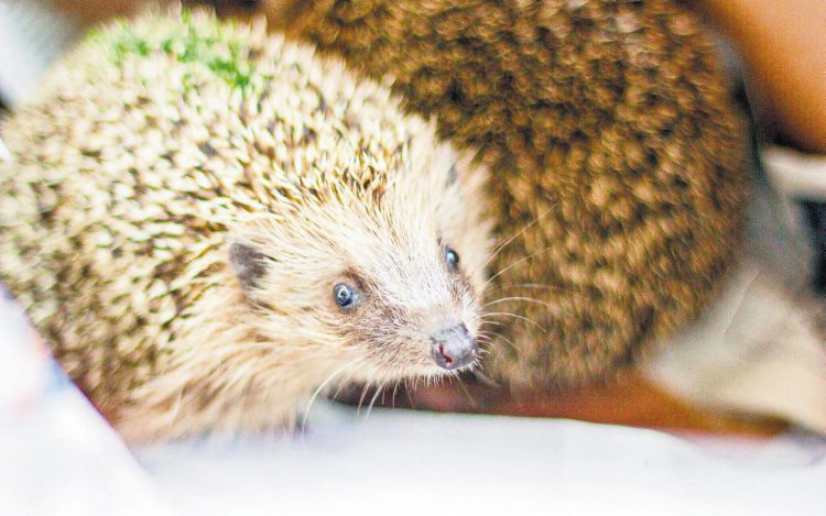 Es gibt immer weniger Igel:  Einfache Massnahmen können helfen