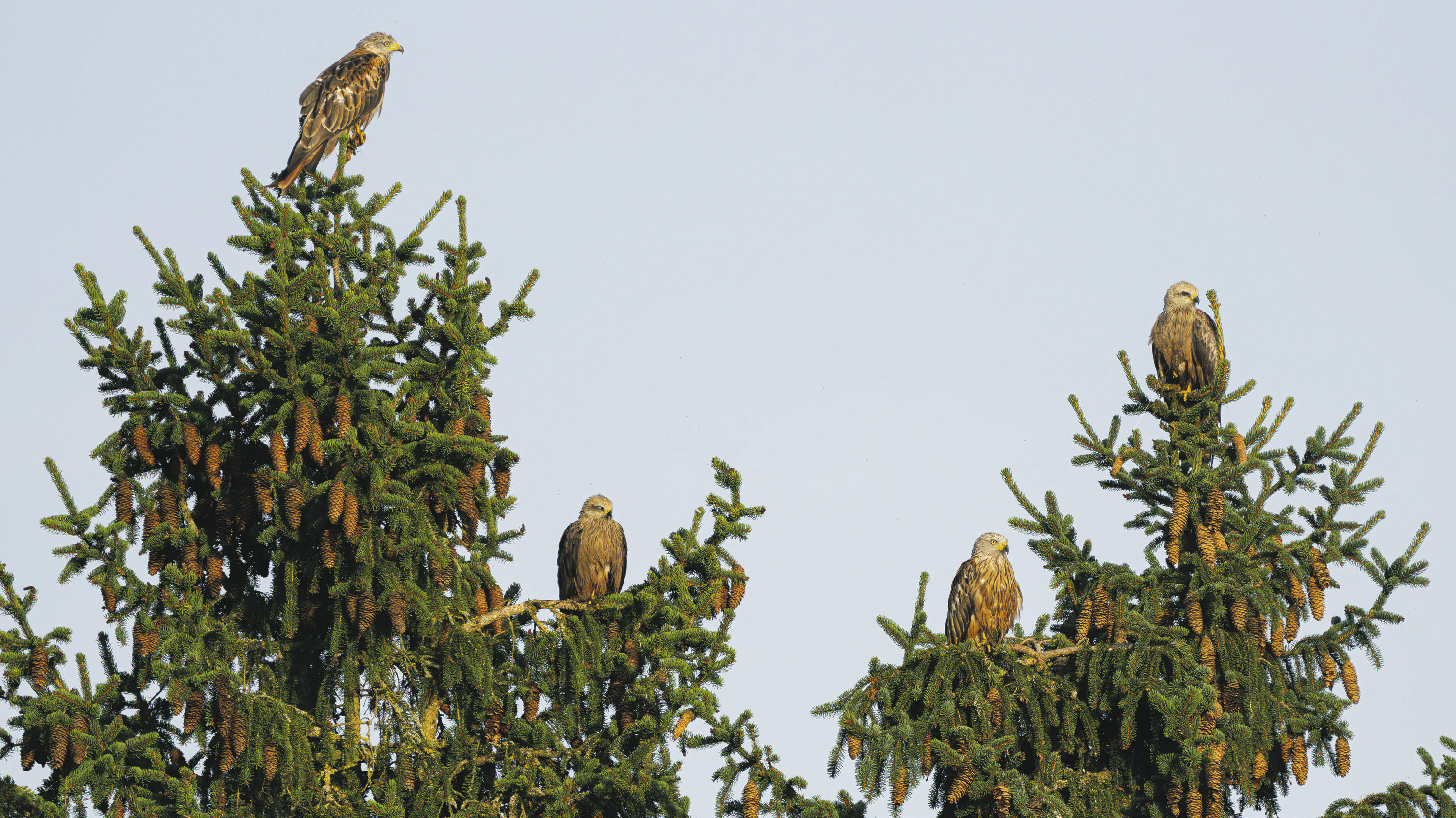 Rotmilane versammeln sich zu Dutzenden  im Rothenthurmer Hochmoor