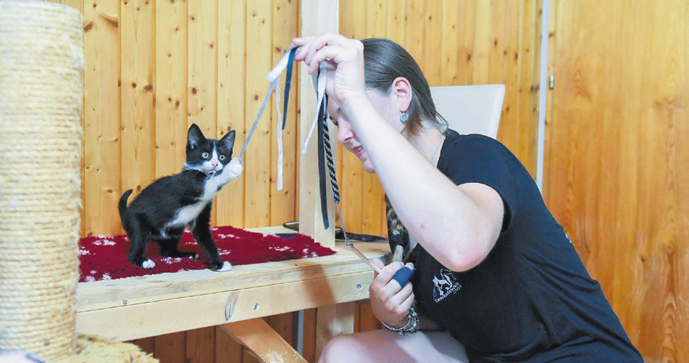 Und dann sagen sie:  «Ich ersäufe meine Katze lieber»