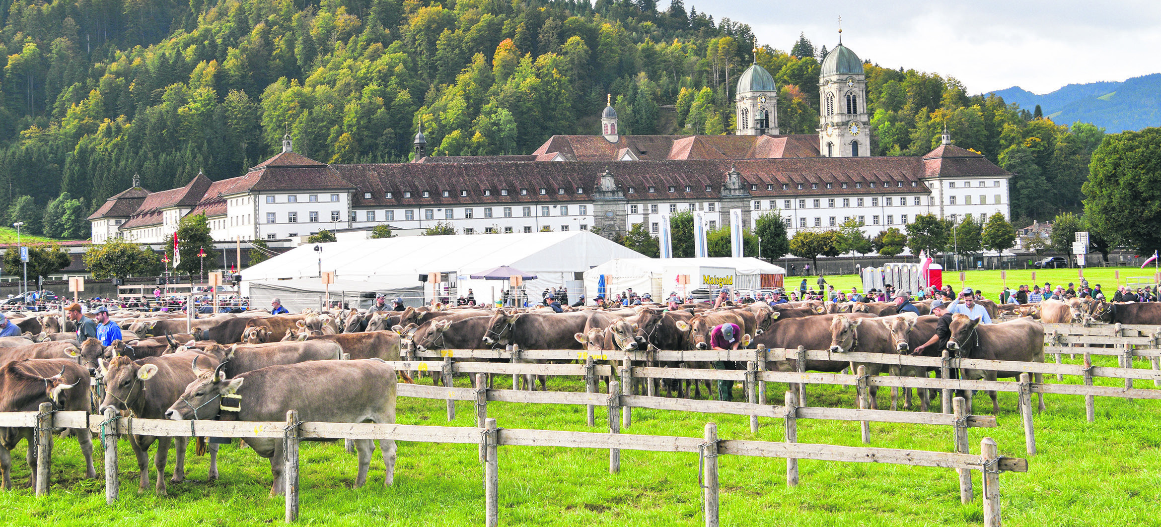 Die schönsten Kühe im Fokus