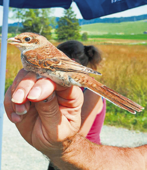 BirdLife Ausserschwyz zu Besuch beim Neuntöter