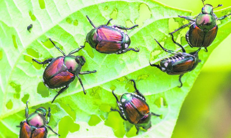 Japankäfer bedroht Naturschutzgebiet   am Lauerzersee