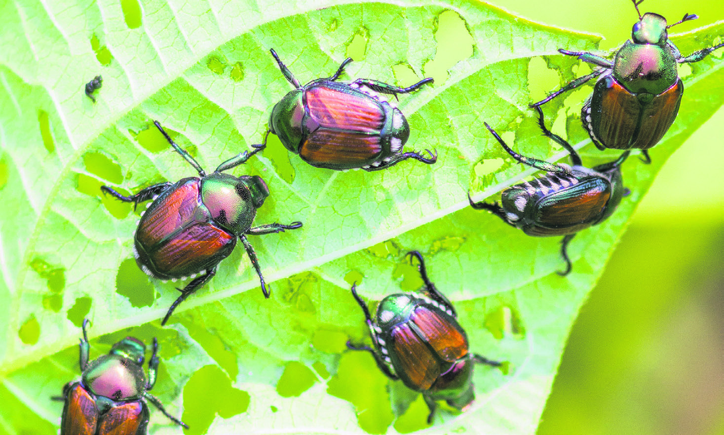 Japankäfer bedroht Naturschutzgebiet   am Lauerzersee