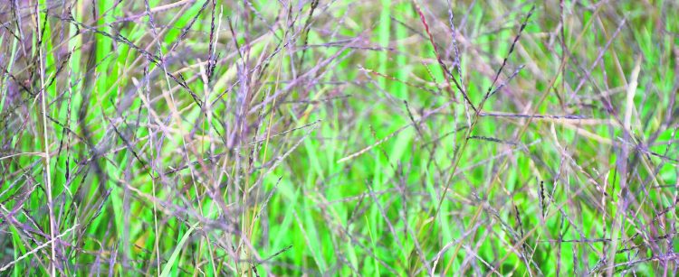 Hirsearten führen zu grossen Ernteverlusten