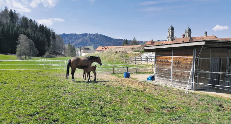 «Beim Tierwohl gibts nichts zu relativieren»