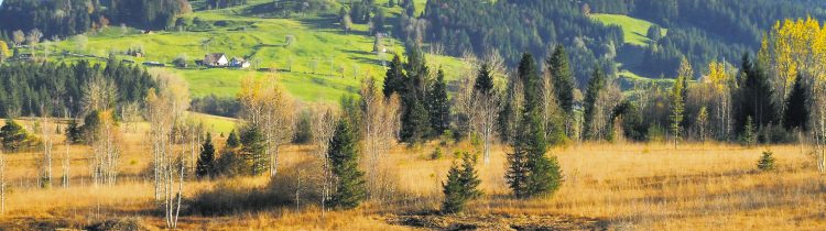 Rothenthurmer Moorlandschaft:  Regenerierung ist in vollem Gang